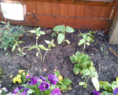 our-flowers